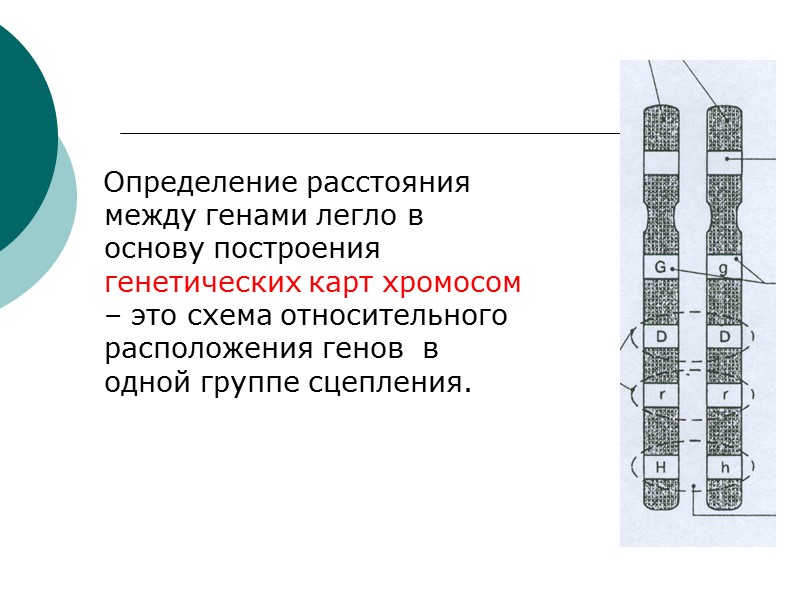 Определение расстояния между генами легло в основу построения генетических карт хромосом – это схема